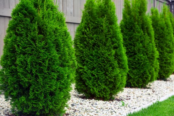 Arborvitae Planting in Zionsville