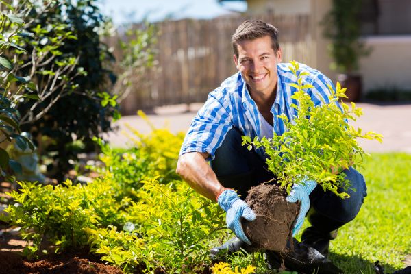 Bush Planting Service in Zionsville