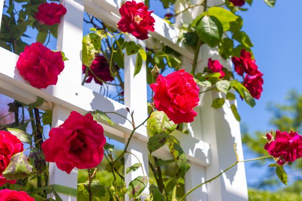 Home Gardening Service in Zionsville