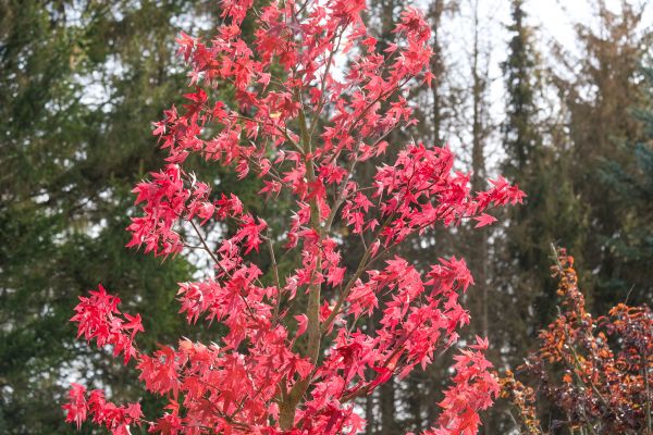 Japanese Maple Planting Service