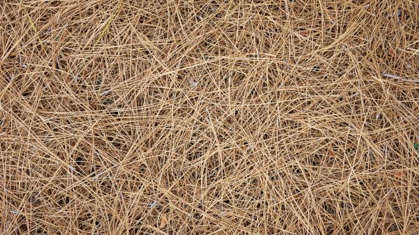 Pine Needles Delivery in Zionsville