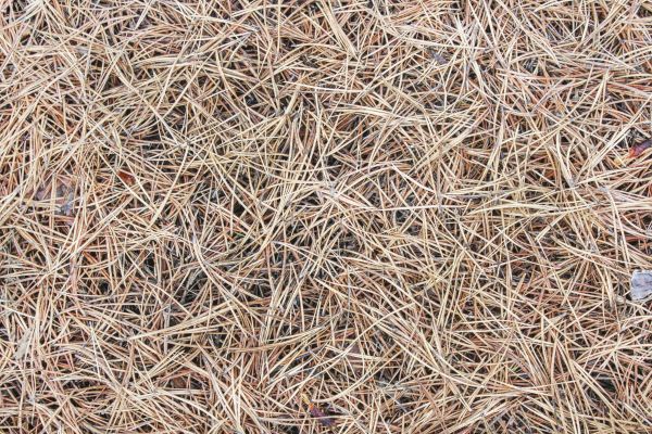 Pine Straw Installation in Zionsville