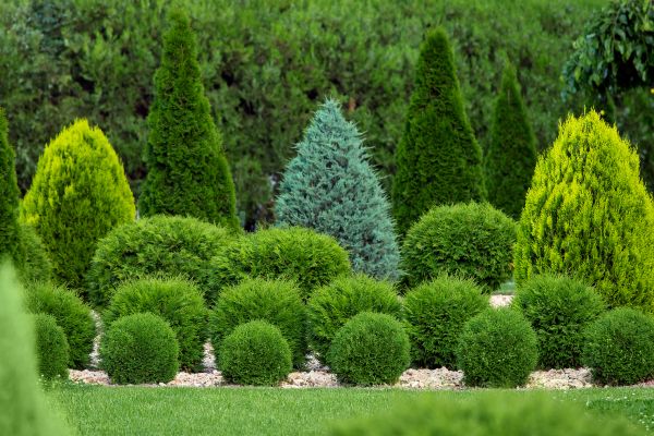 Shrub Replacement in Zionsville