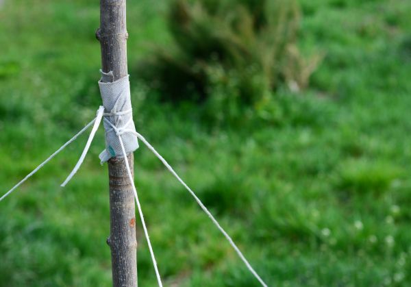 Tree Staking Service in Zionsville