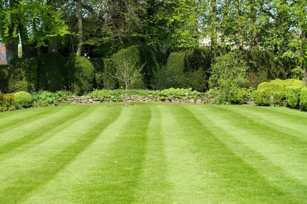 Lawn Renovation in Zionsville