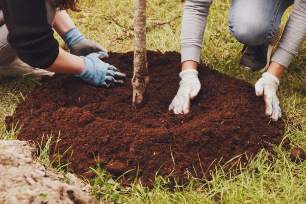 Tree Transplantation