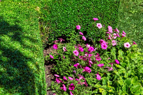 Softscaping Service in Zionsville