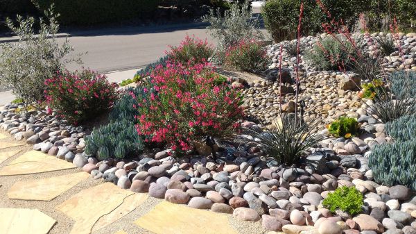 Xeriscape Landscaping in Zionsville