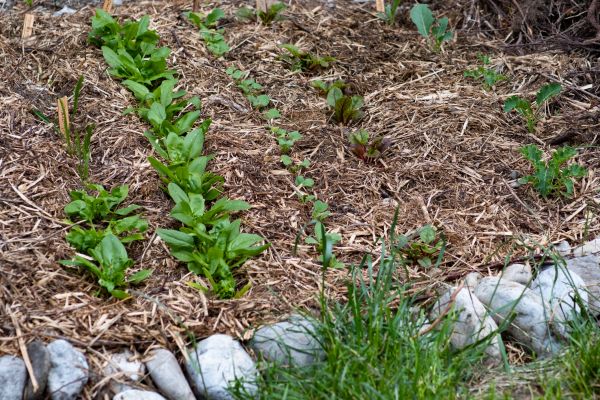 Mulch Service in Zionsville