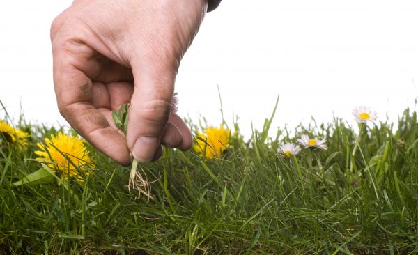 Lawn Weeding in Zionsville