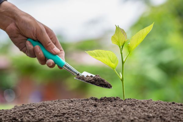 Tree Planting