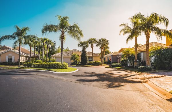 Palm Tree Landscaping in Zionsville