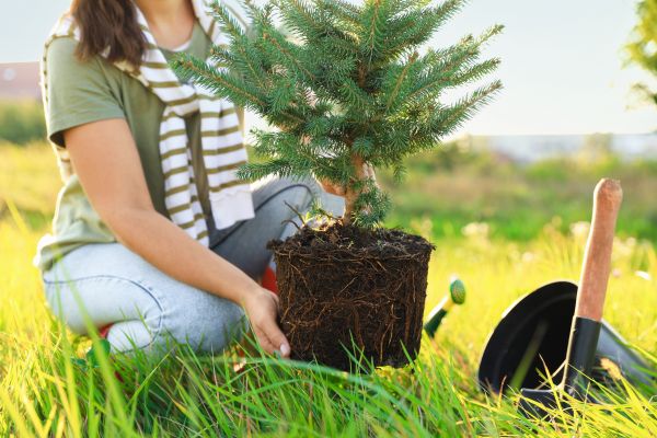 Spruce Tree Planting in Zionsville