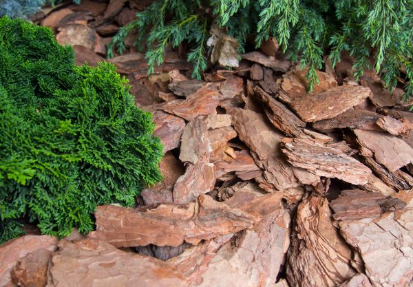 Pine Bark Installation in Zionsville