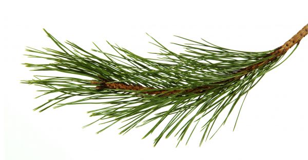 Pine Needles Installation in Zionsville