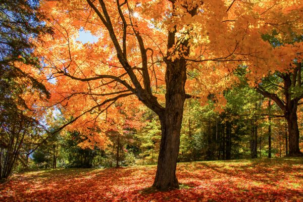 Maple Tree Planting in Zionsville