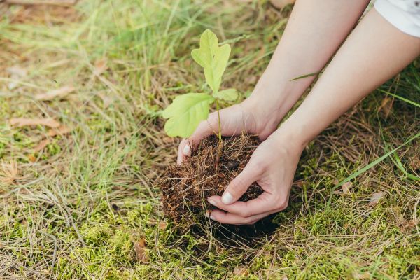 Oak Tree Planting in Zionsville