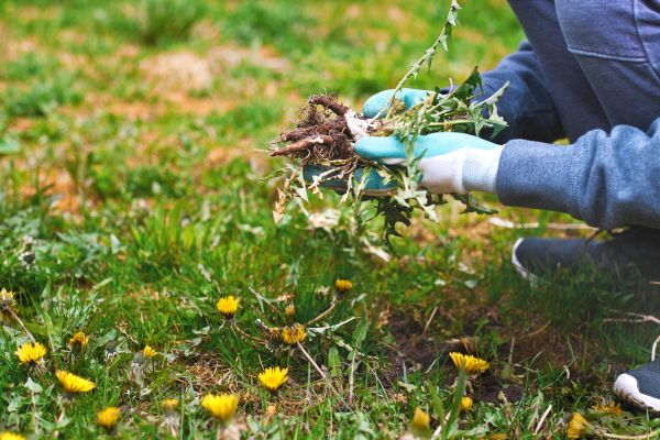 Flower Bed Clearing in Zionsville