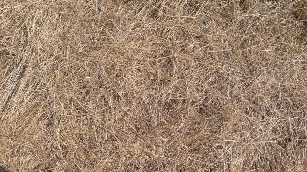 Pine Straw Replacement in Zionsville