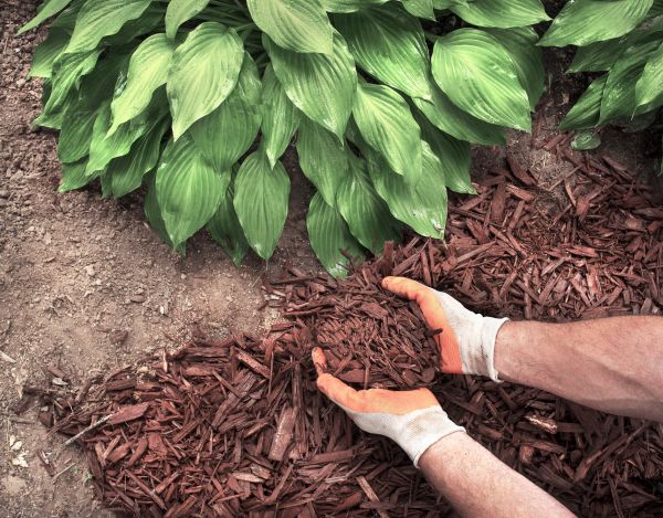 Bark Spreading in Zionsville