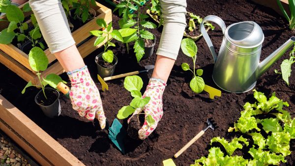 Garden Bed Installation in Zionsville