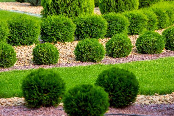 Bush Replacement in Zionsville