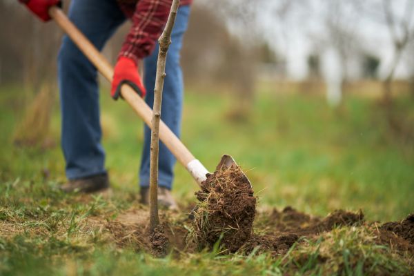 Trees Planting Service