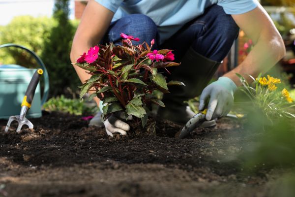 Plant Replacement in Zionsville