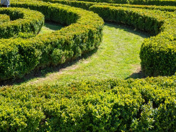 Bush Landscaping in Zionsville