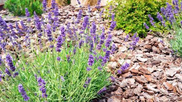 Pine Bark Landscaping in Zionsville