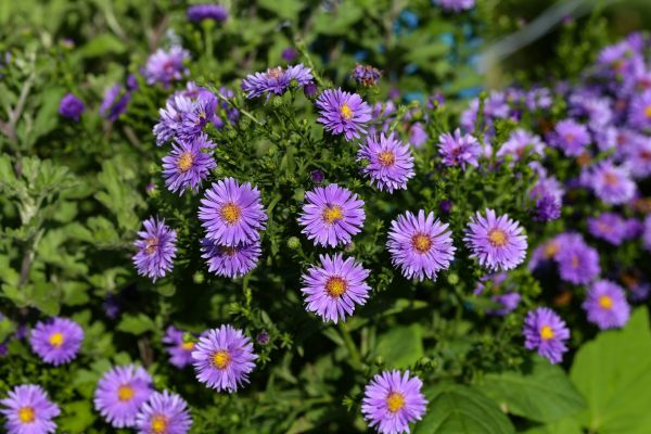 Perennial Flower Planting in Zionsville