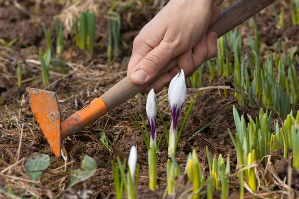 Flower Garden Weeding in Zionsville