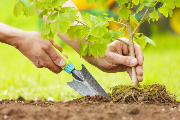 Fruit Tree Planting in Zionsville