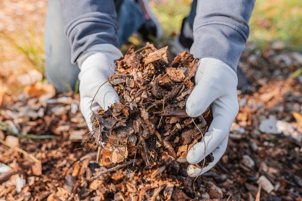 Shredded Mulch Installation in Zionsville