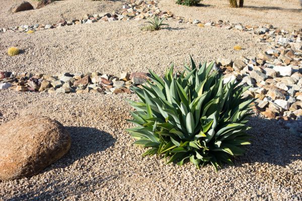 Xeriscaping Service in Zionsville