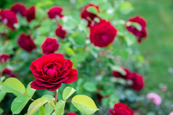 Rose Planting in Zionsville