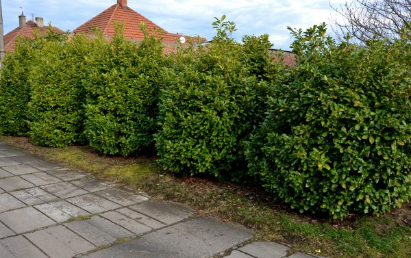 Privacy Shrub Installation in Zionsville