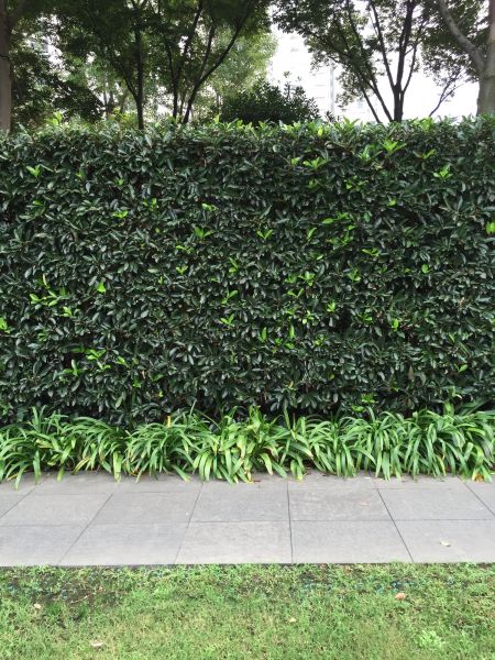 Privacy Shrub Planting in Zionsville