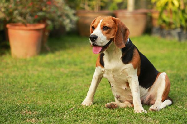 Dog Friendly Landscaping in Zionsville