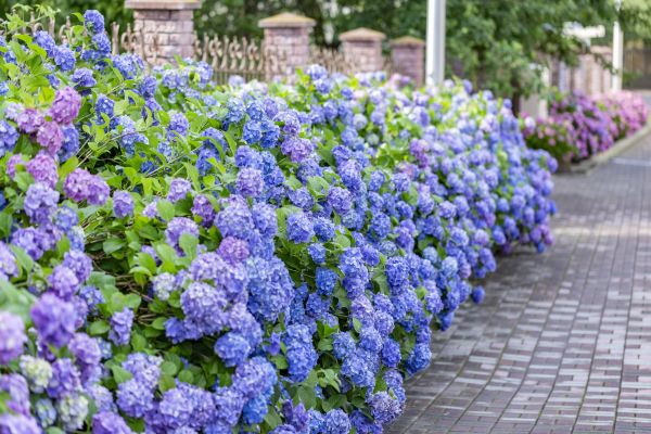 Hydrangea Landscaping in Zionsville
