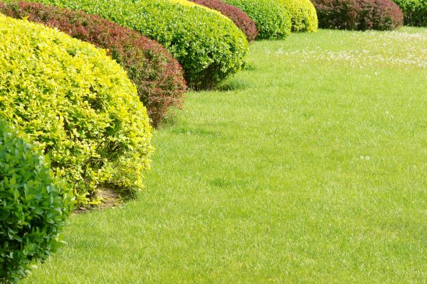 Shrubbery Planting in Zionsville