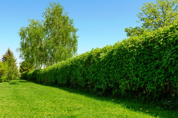 Hedge Replacement in Zionsville
