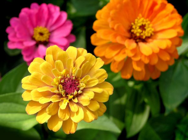 Zinnia Planting in Zionsville