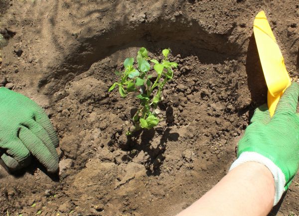 Rose Bush Planting in Zionsville