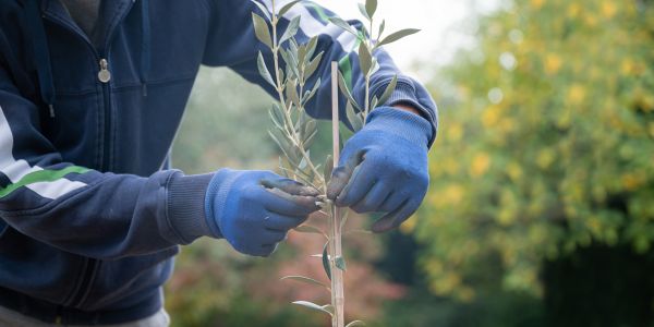 Olive Tree Planting