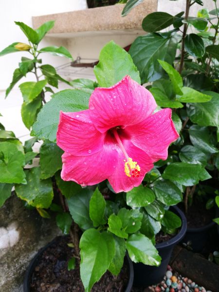 Hibiscus Planting in Zionsville