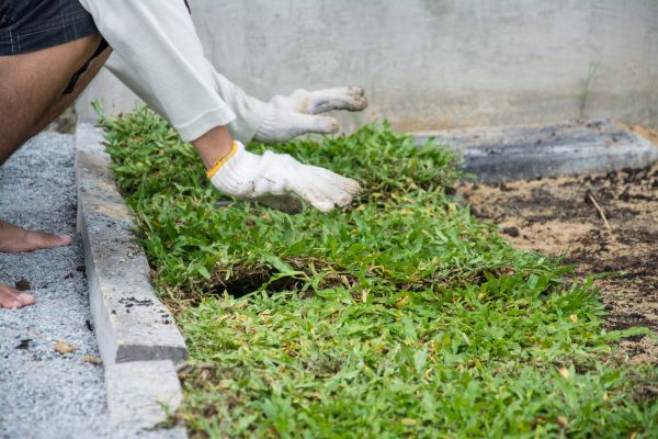 Ground Cover Planting in Zionsville