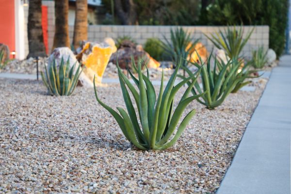 Drought Resistant Landscaping in Zionsville