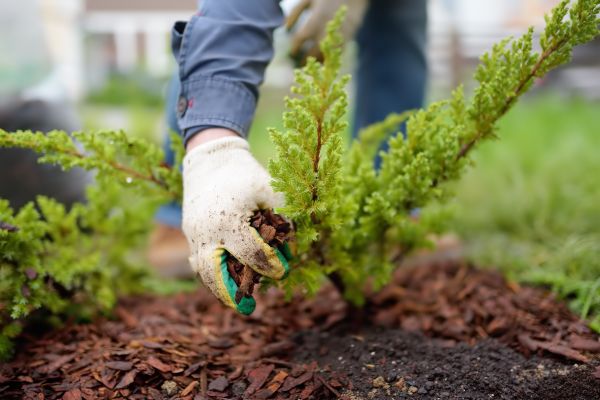 Church Mulching in Zionsville
