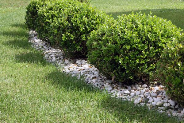 Boxwood Planting in Zionsville